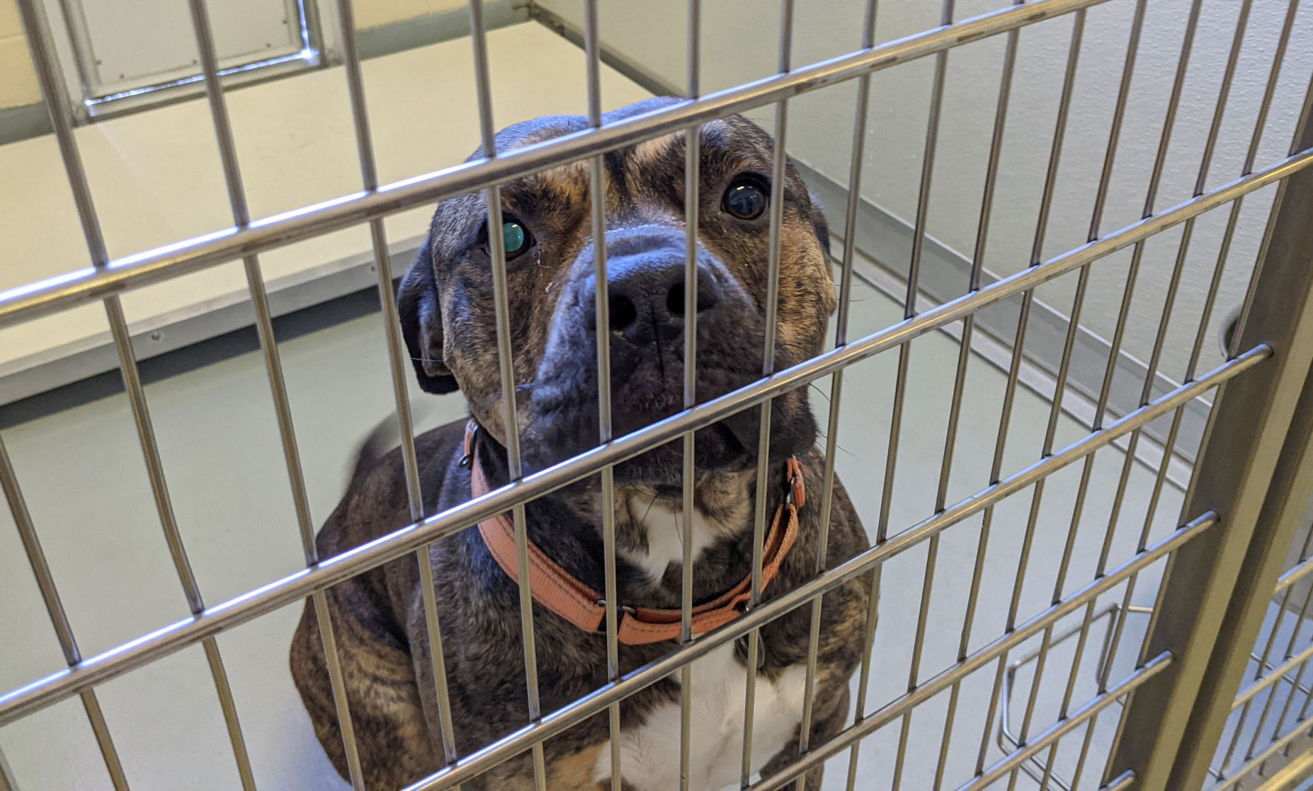 NI Humane Society pets for adoption-2.jpg